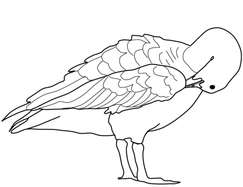 Goose Cleaning Its Feather With Its Beak Coloring Page